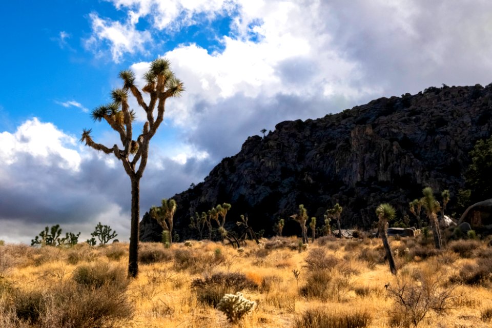Clouds and a Joshua tree in Lost Horse Valley