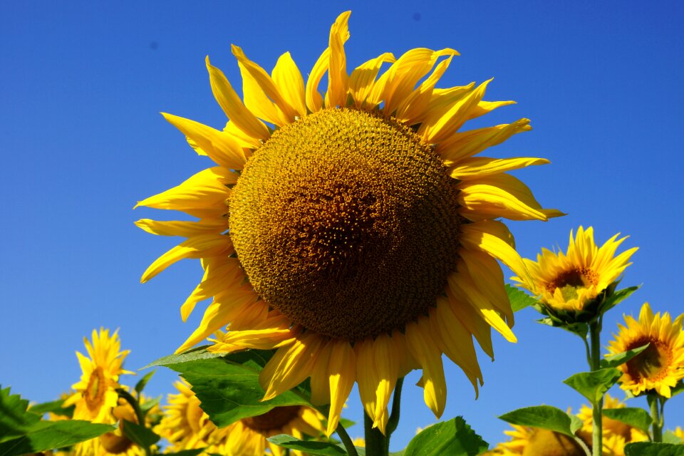 Flower sunflower sun