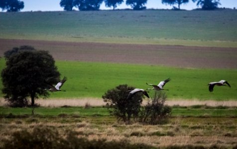 Naturaleza esteparia