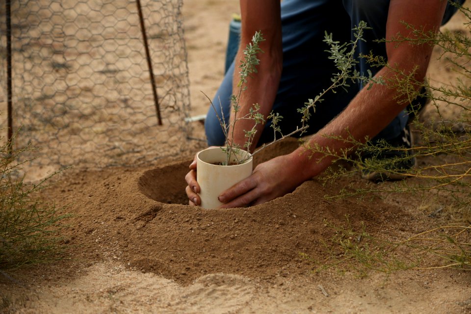A young plant is placed in the ground near Hemingway Buttress