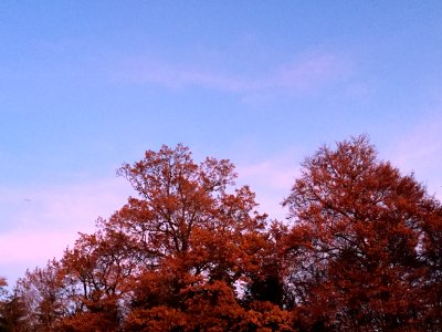 Herbstlaub