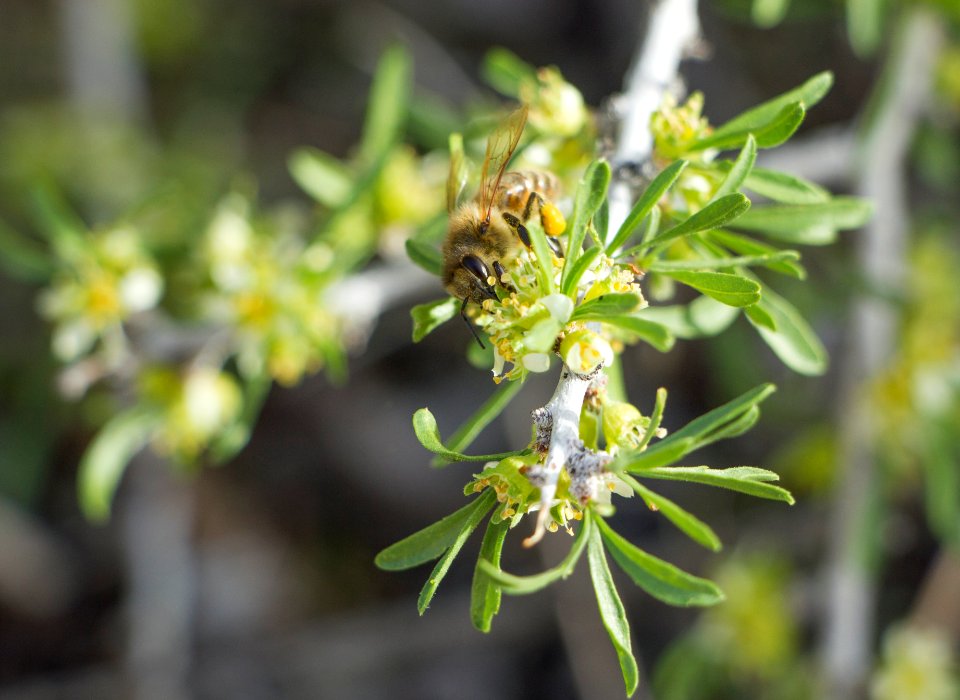 Honeybee on desert almond (Prunus fasciculata) flowers; Februrary 2015