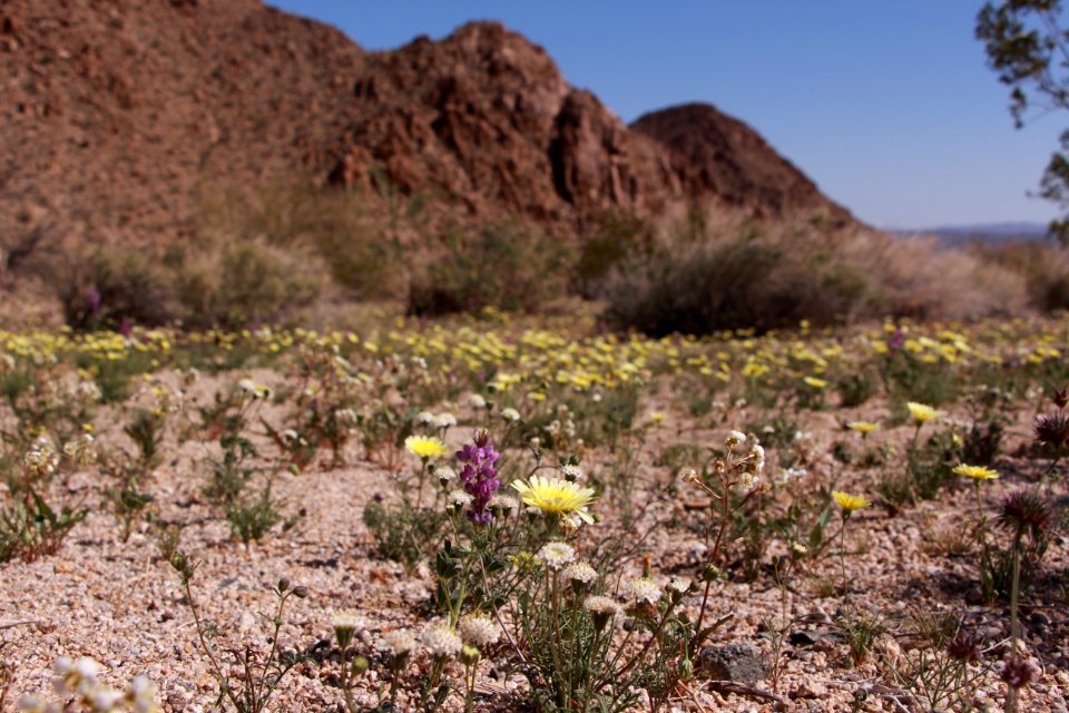 Carpet of Wildflowers