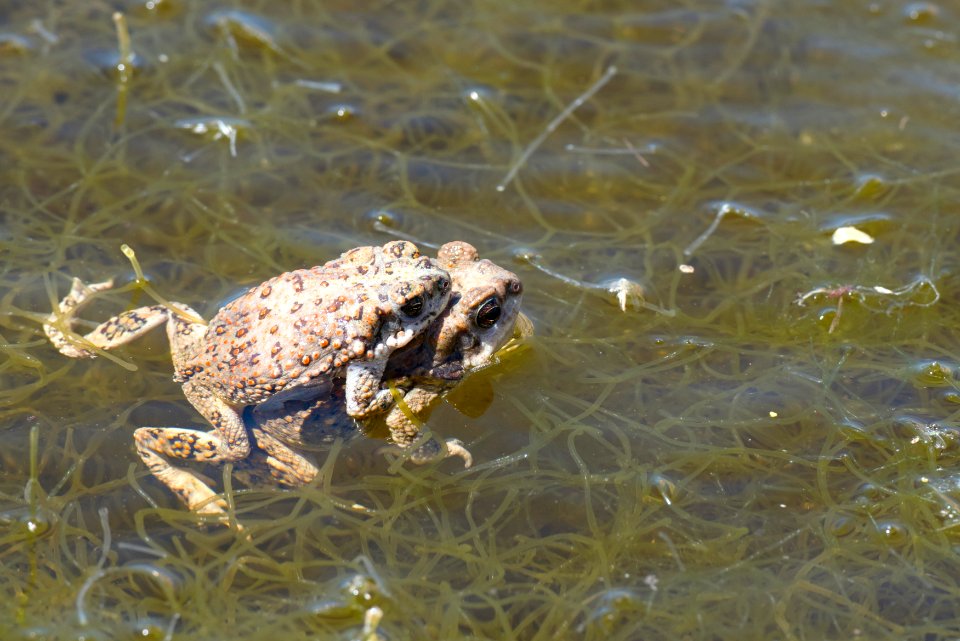Red Spotted Toads