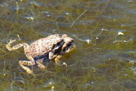 Red Spotted Toads