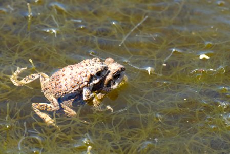 Red Spotted Toads photo