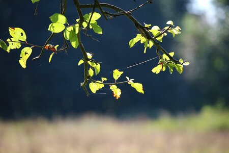 Meadow tree fall foliage