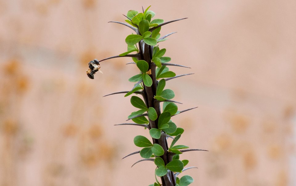 Bee Stashed on Ocotillo
