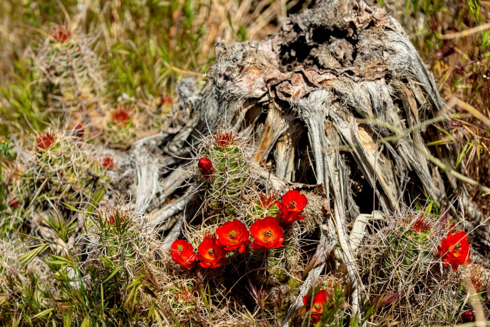 Mojave mound cactus (Echinocereus mojavensis)