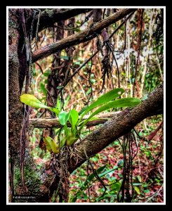 Orquídea noid photo