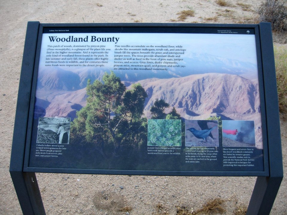 Joshua Tree Wayside circa early 2000s - Woodland Bounty
