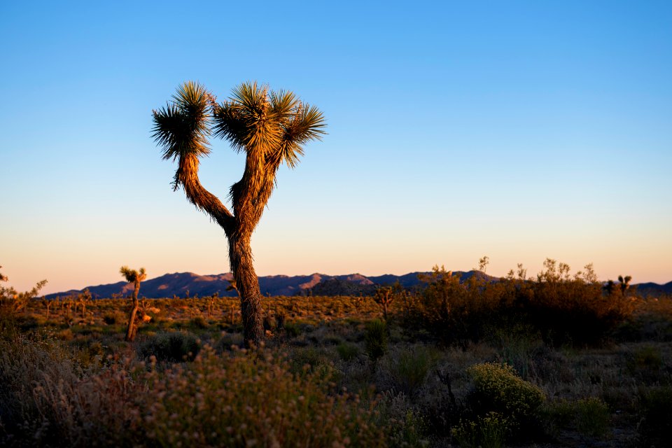 Joshua trees along Geology Tour Road at sunset