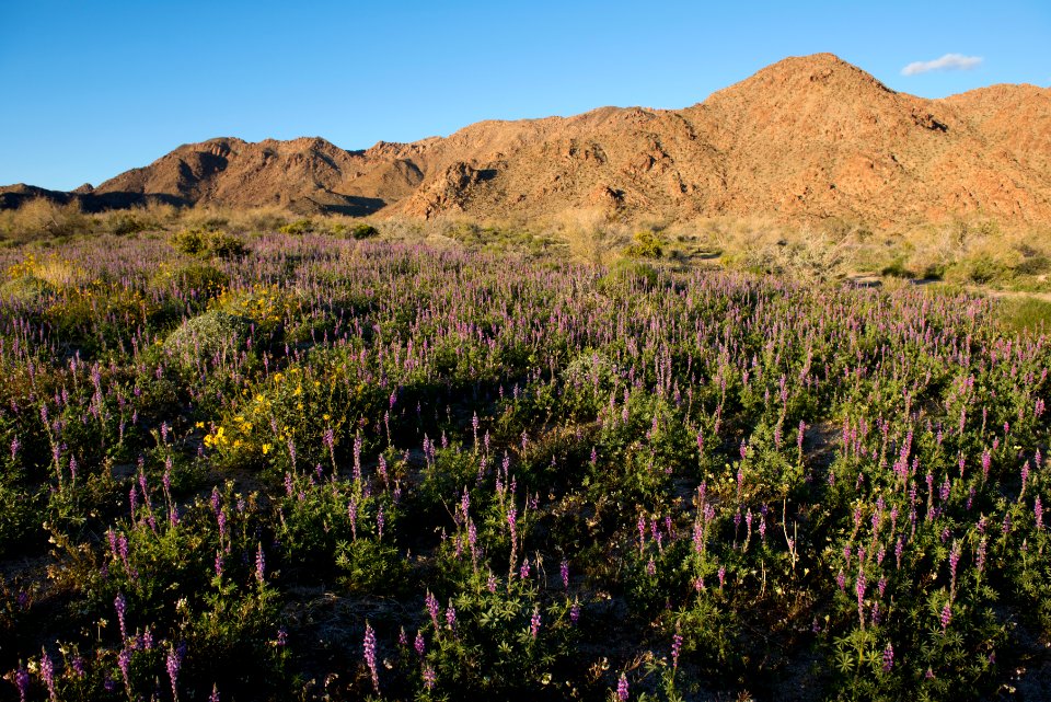 Arizona Lupine near Cottonwood