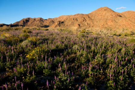 Arizona Lupine near Cottonwood