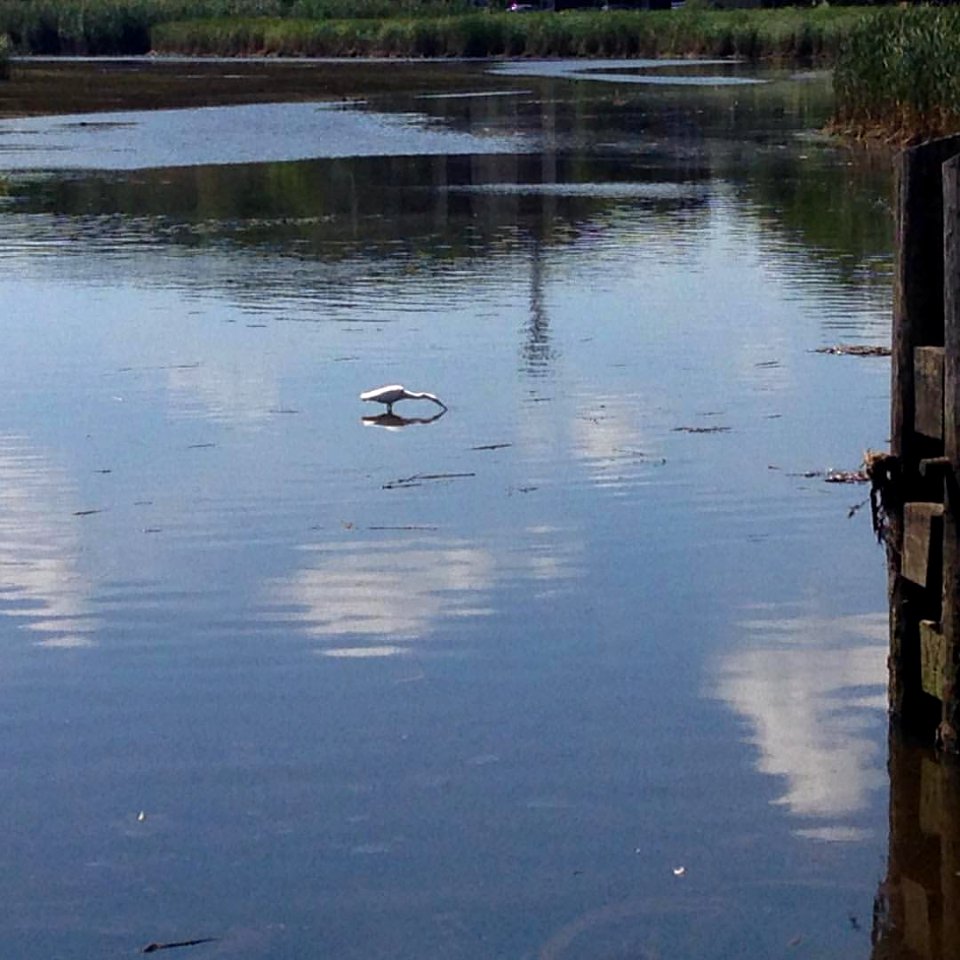 The #saugusironworks is more than just a park about early American technology and industry. It's a space to witness and experience #nature and #wildlife along the #saugusriver , like this Snowy Egret. Learn more at: www.nps.gov/sair