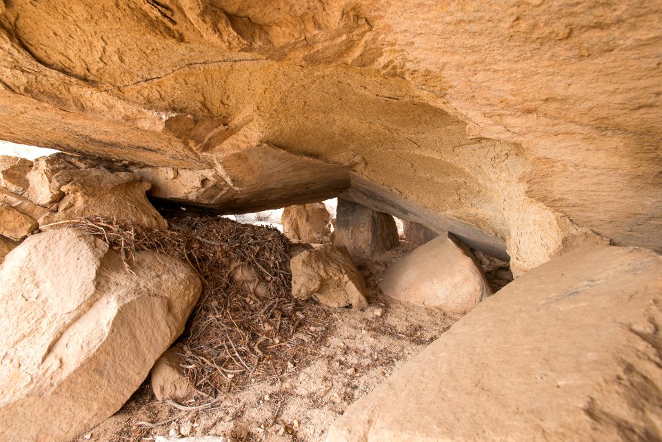 Packrat midden under boulders