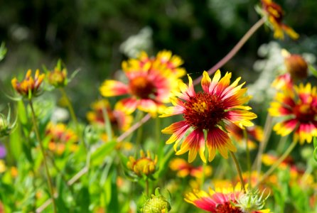 Painted Flower