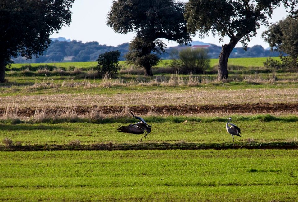Esteparias ZEPA alto Guadiato