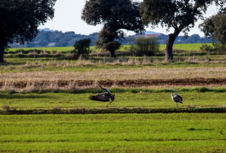 Esteparias ZEPA alto Guadiato