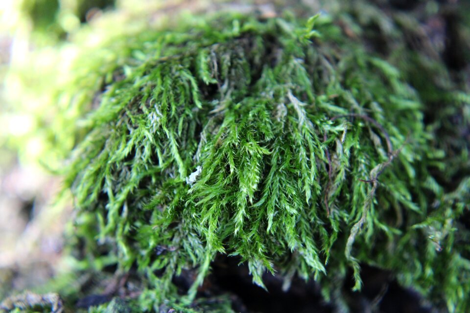 Weave macro vegetation