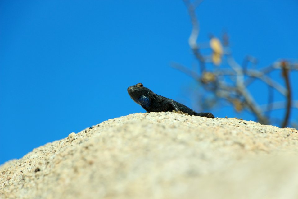 Western Fence Lizard (sceloporus occidentalis)