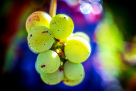 Grape Expectations