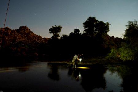 Removing a Bat from a Mist Net photo