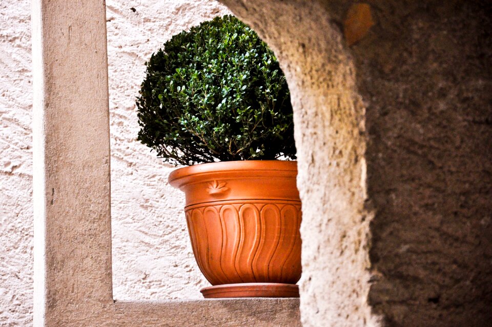 Biogno ticino botany
