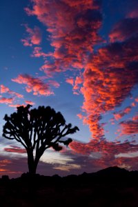 Sunset in Joshua Tree photo