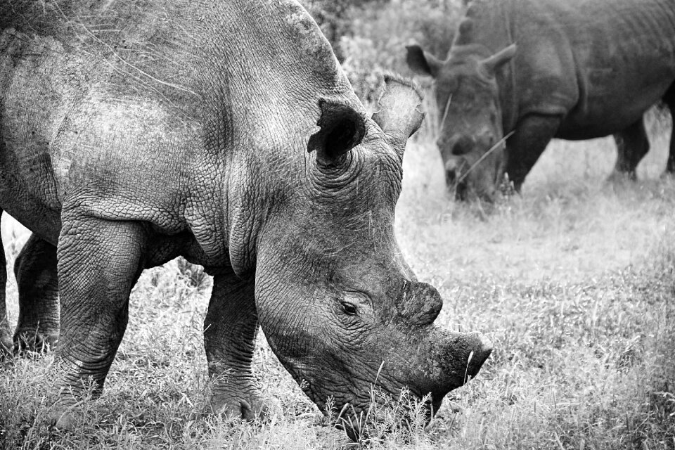 Mammal big game rhinoceros