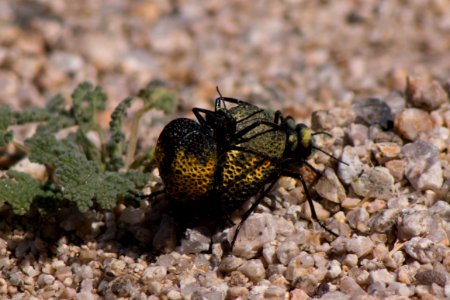 Inflated beetle (Cysteodemus armatus) photo