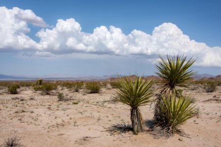 Clouds with Mojave yucca in Pinto Basin photo