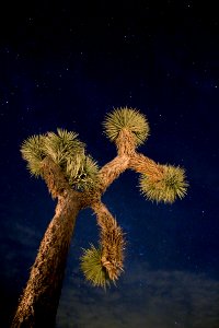 Joshua tree and stars photo