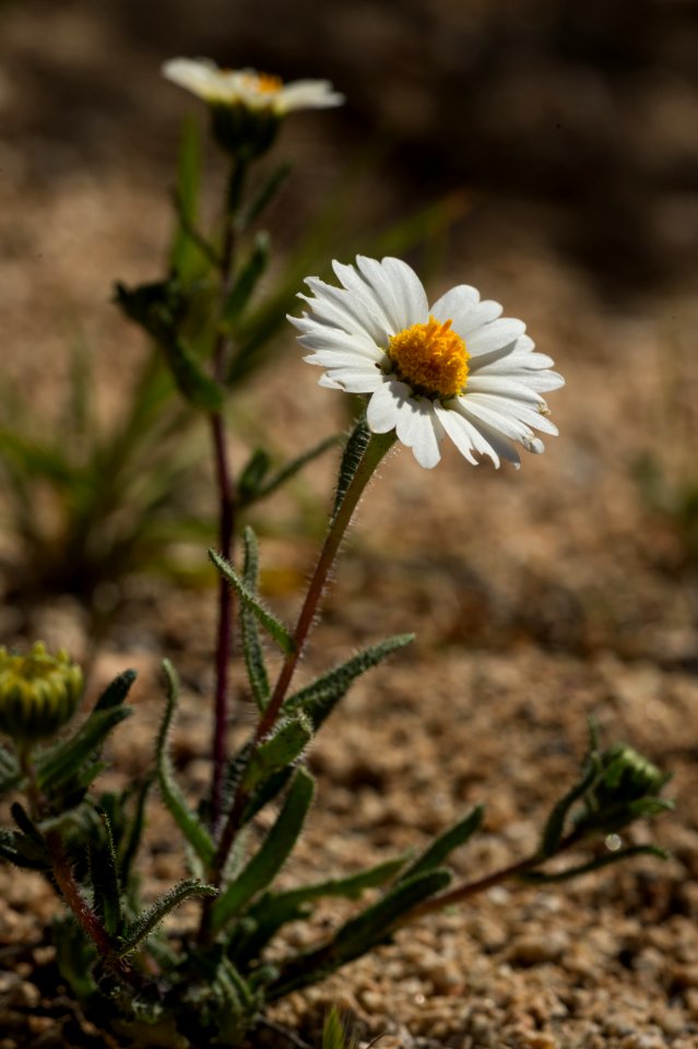 Asteraceae
