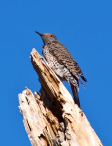 Northern Flicker