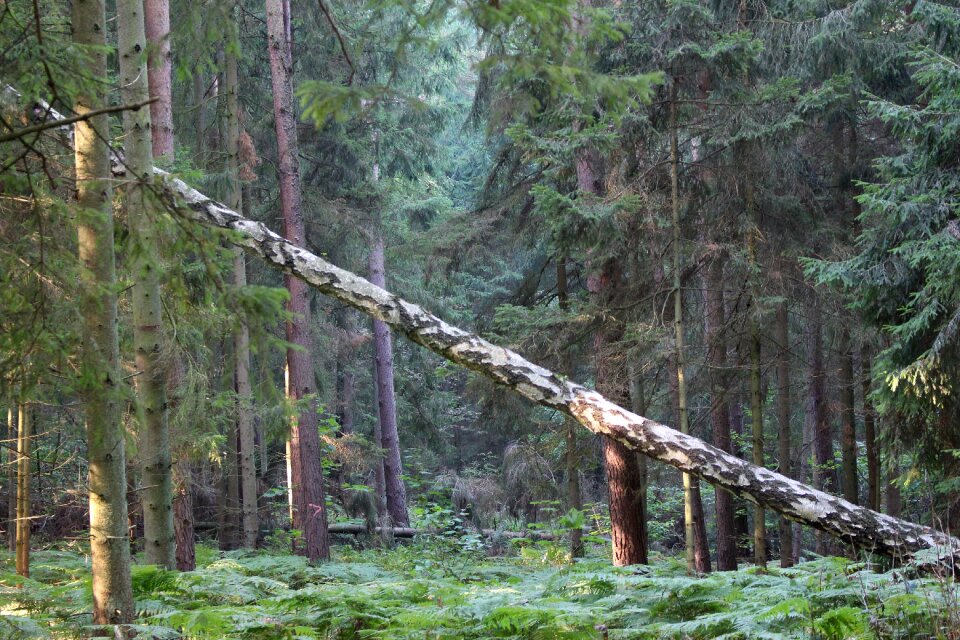 Wood tree trunks tribe