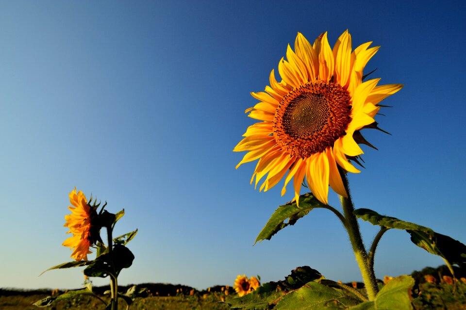 Petal field summer
