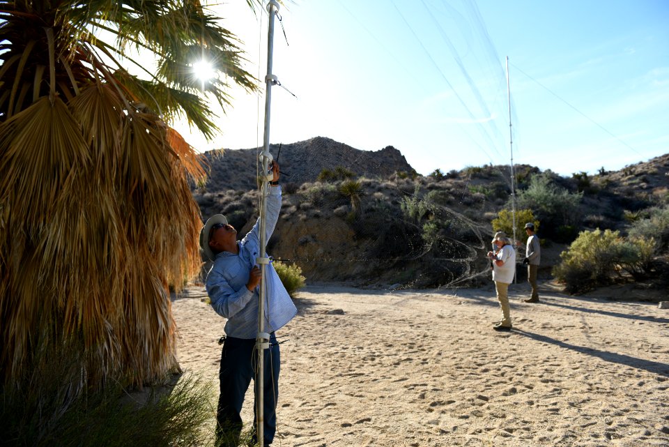 Setting up mist nets for The Bat Blitz 2018