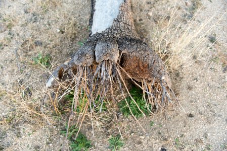 Joshua tree roots photo