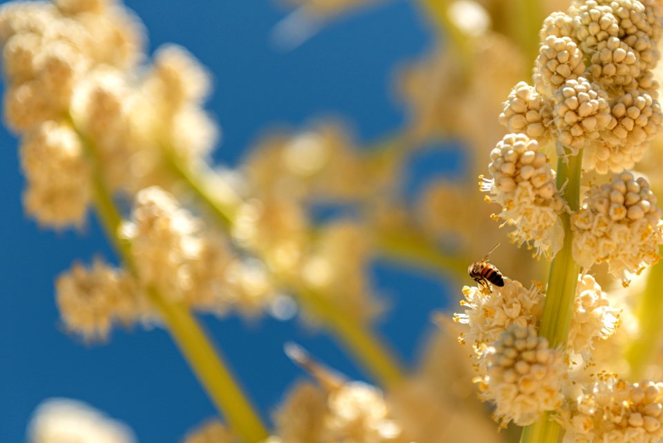 Bees pollinating the flowering Parry's Nolina (Nolina parryi)