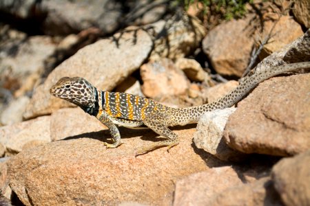 Great Basin Collared Lizard; Crotaphytus bicinctores photo