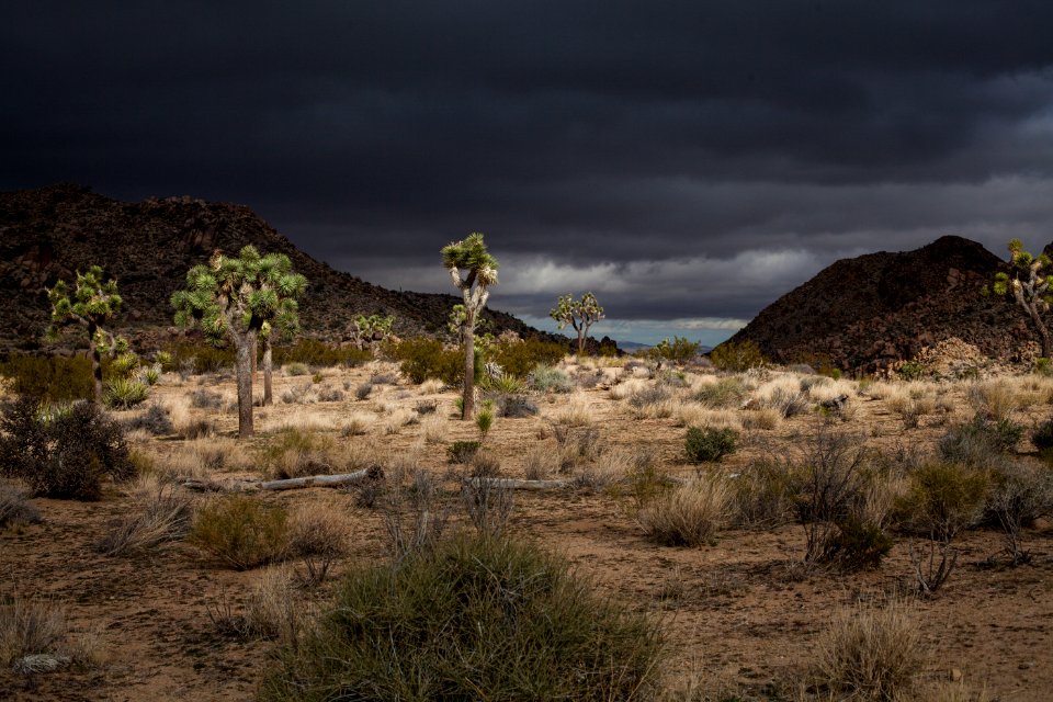 Stormy skies over Joshua Tree