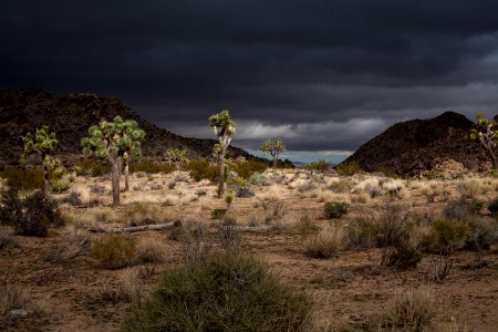 Stormy skies over Joshua Tree