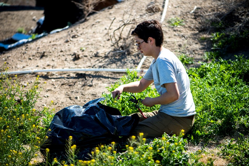 GBI Resources staff removing invasive plants