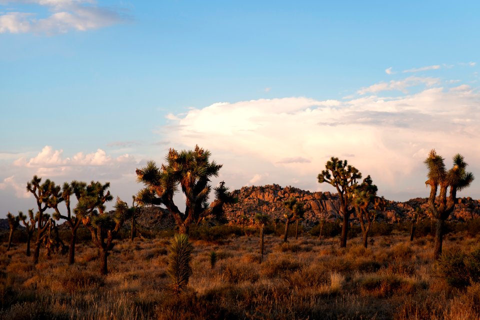 Joshua trees in Queen Valley at sunset photo