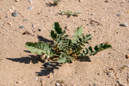Volunteer Sahara Mustard plant pulling (4.4.15)