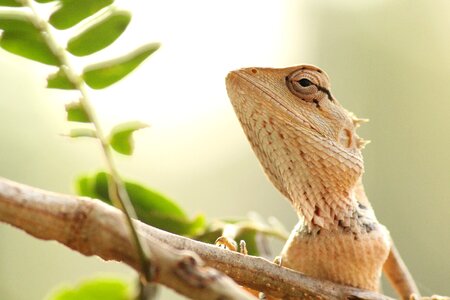 Animal reptile green