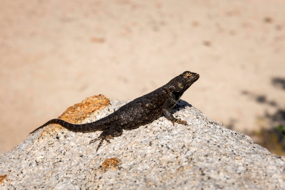 Great Basin fence lizard (sceloporus occidentalis longpipes)