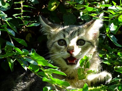 Domestic cats foot hide