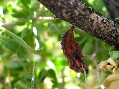 Painted Lady Pupa photo